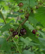 Image of Black Currant