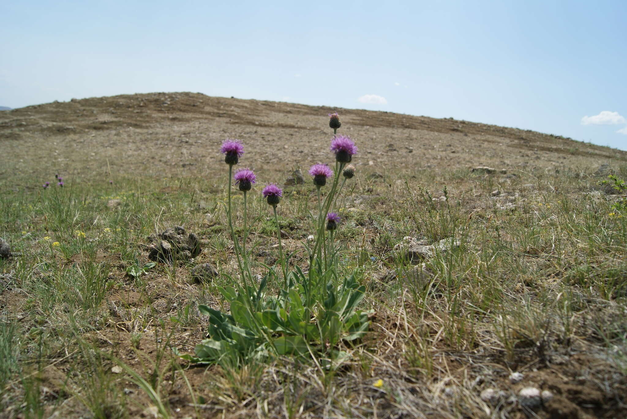 Image of Klasea marginata (Tausch) Kitag.