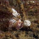 Image of slender facelina