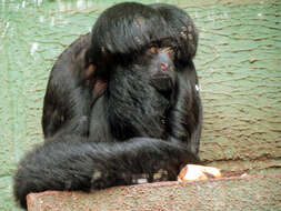 Image of Bearded Saki