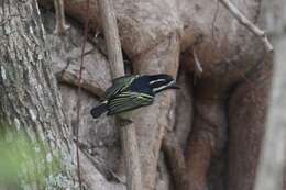 Image of Yellow-rumped Tinkerbird