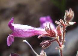 Penstemon rhizomatosus N. H. Holmgren的圖片