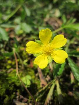 Imagem de Potentilla reptans L.