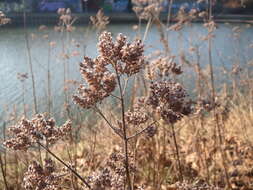 Image of oregano