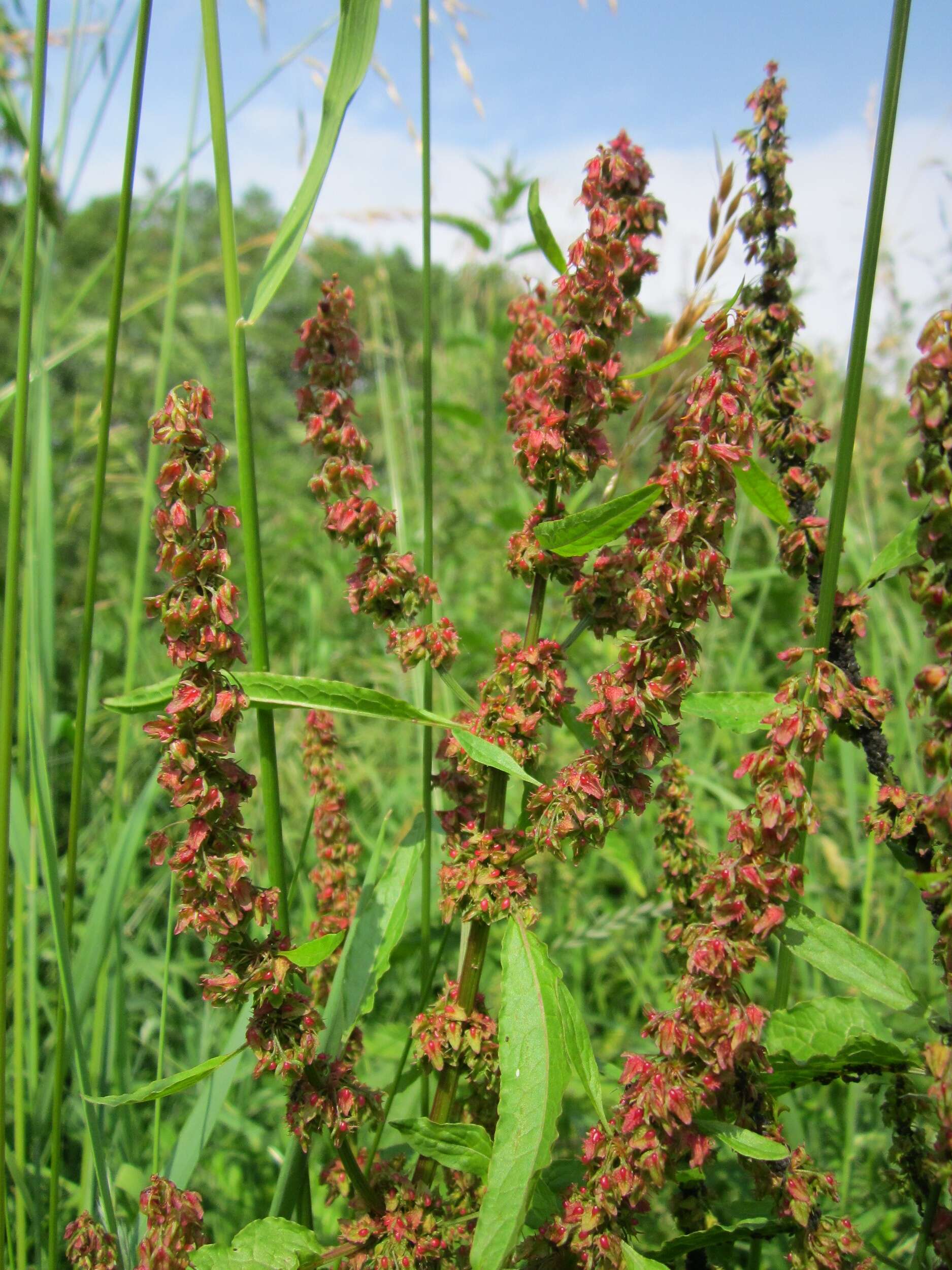 Imagem de Rumex obtusifolius L.