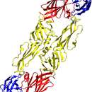 Слика од Tick-borne encephalitis virus