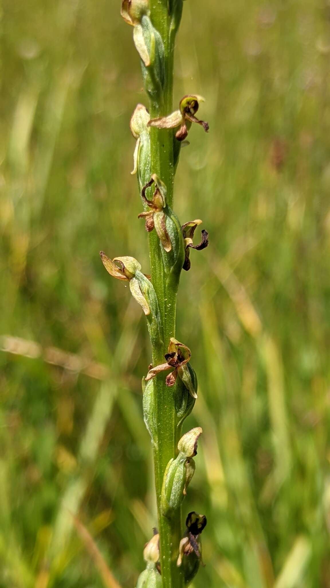 Image of Yosemite bog orchid