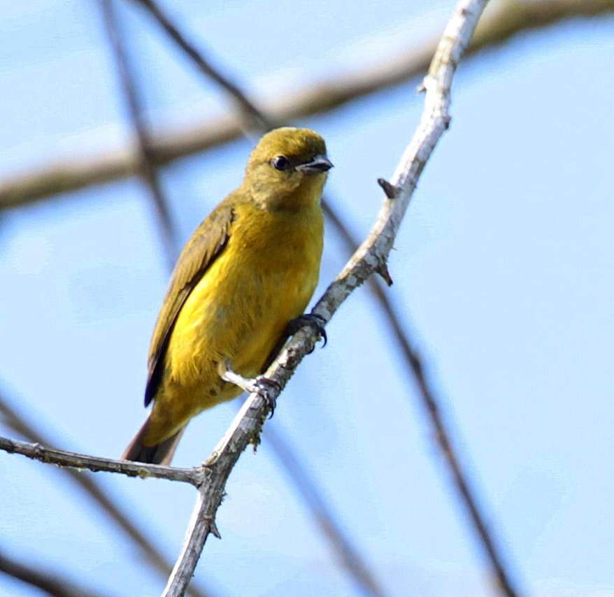 Imagem de Euphonia saturata (Cabanis 1861)