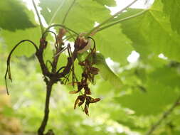 Imagem de Acer glabrum var. douglasii (Hook.) Dippel