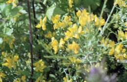 صورة Genista corsica (Loisel.) DC.