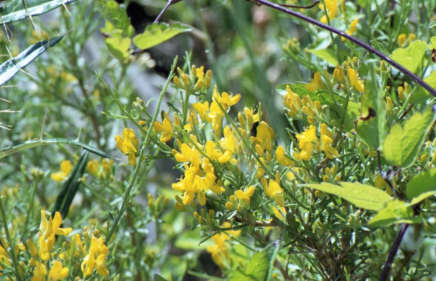 صورة Genista corsica (Loisel.) DC.