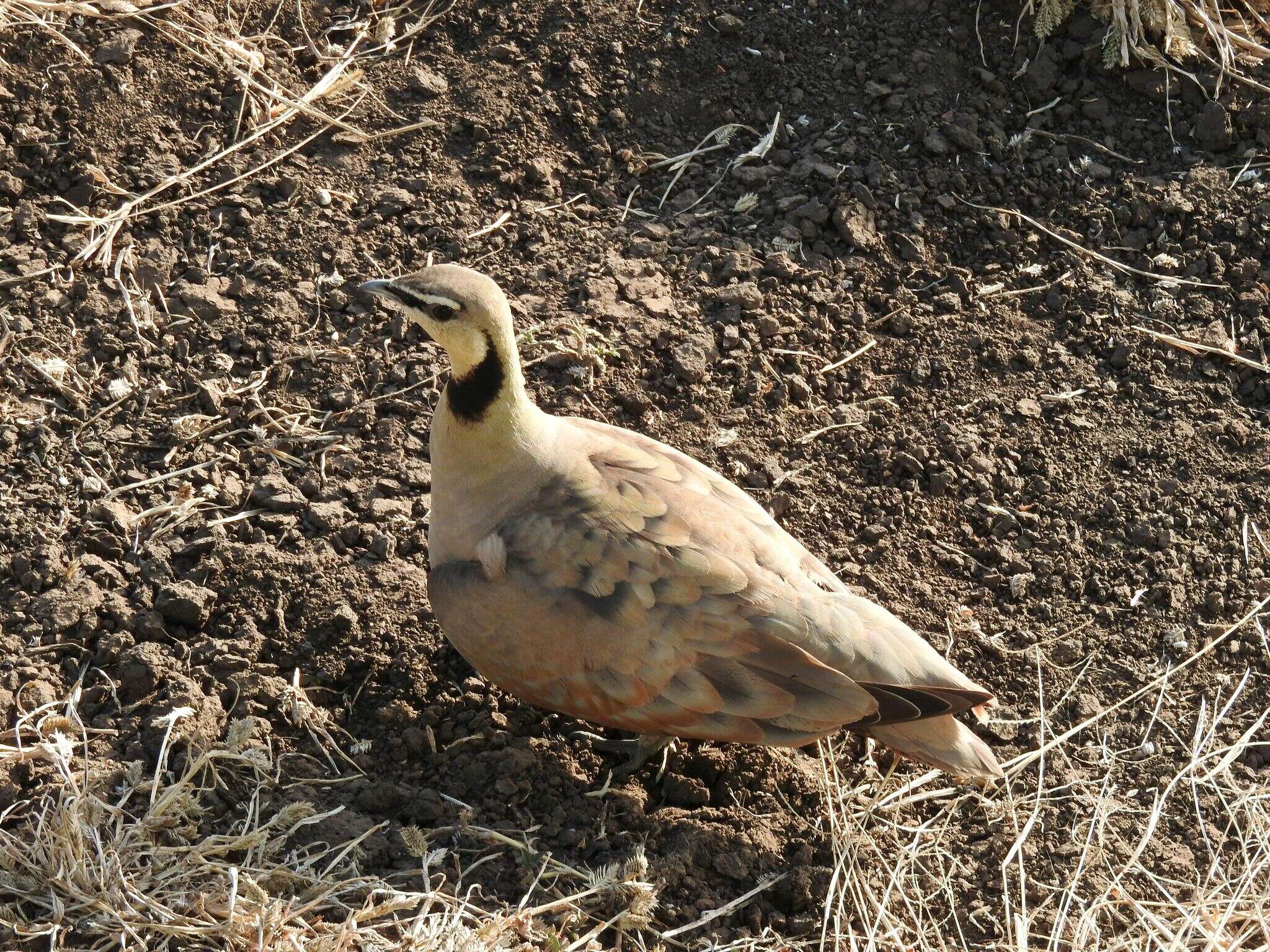 Image of Yellow-throated Sandgrouse