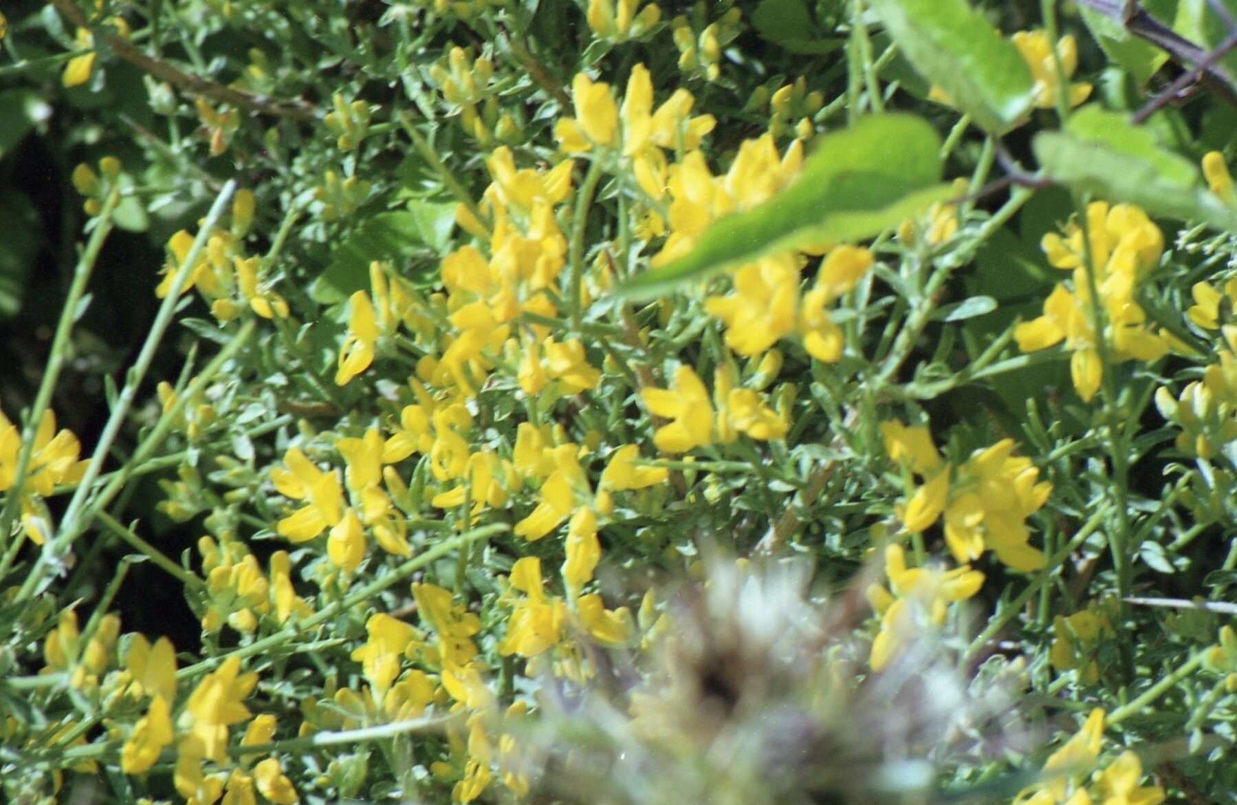 صورة Genista corsica (Loisel.) DC.