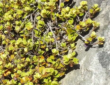 Image of Myrsine nummularia (Hook. fil.) Hook. fil.