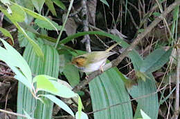 Image of Rufous-faced Warbler