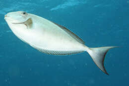 Image of Horseface Unicornfish