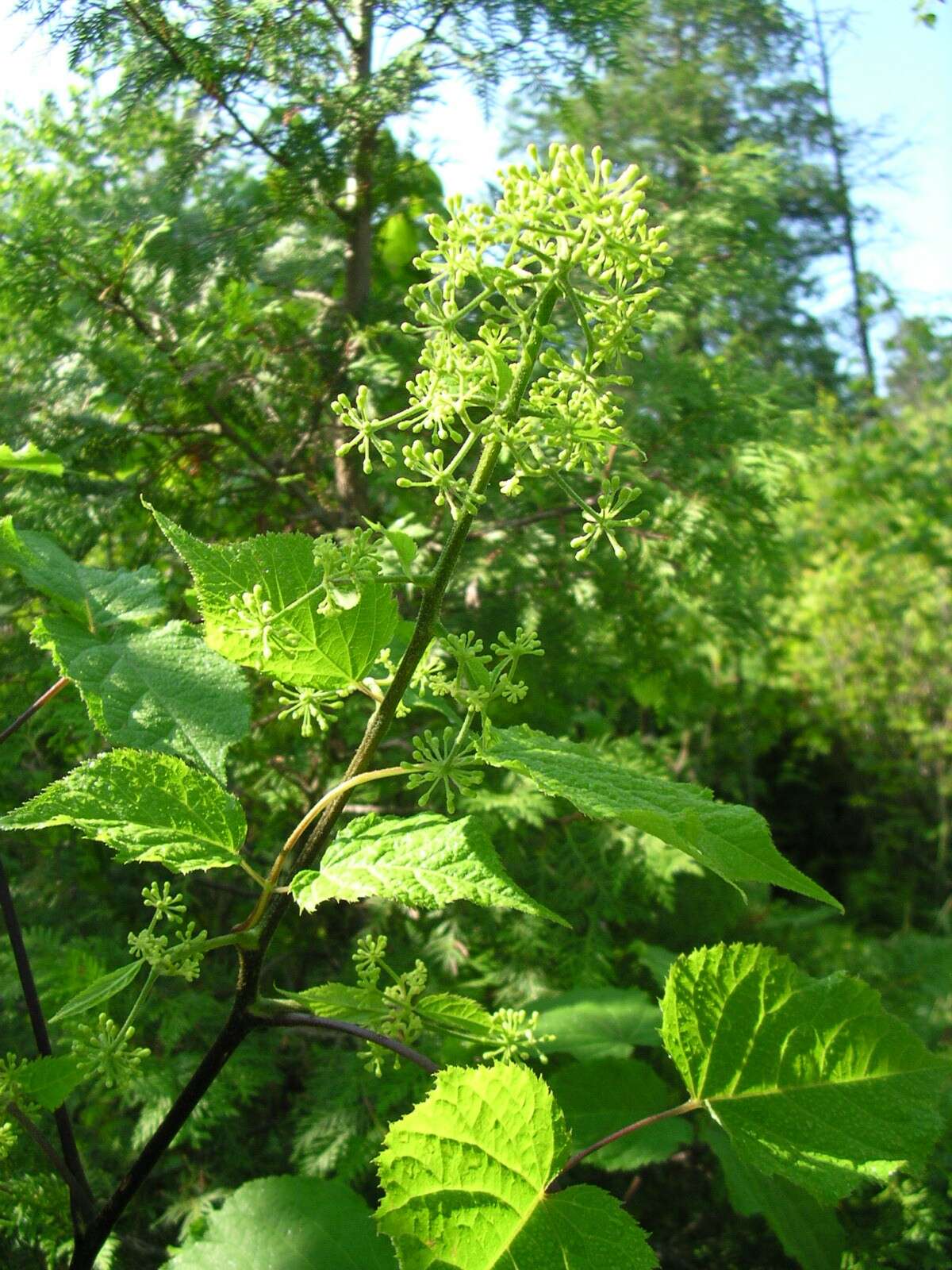 Image of American spikenard