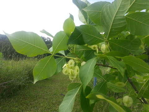 Image of common hoptree