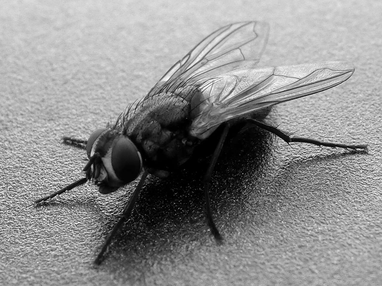 Image of house fly