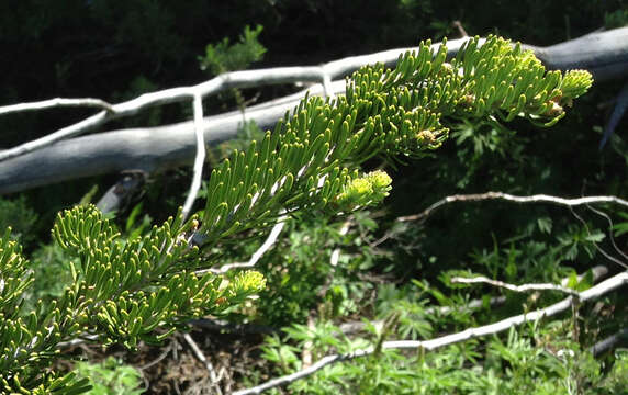 Image of subalpine fir