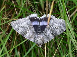 Image of clifden nonpareil