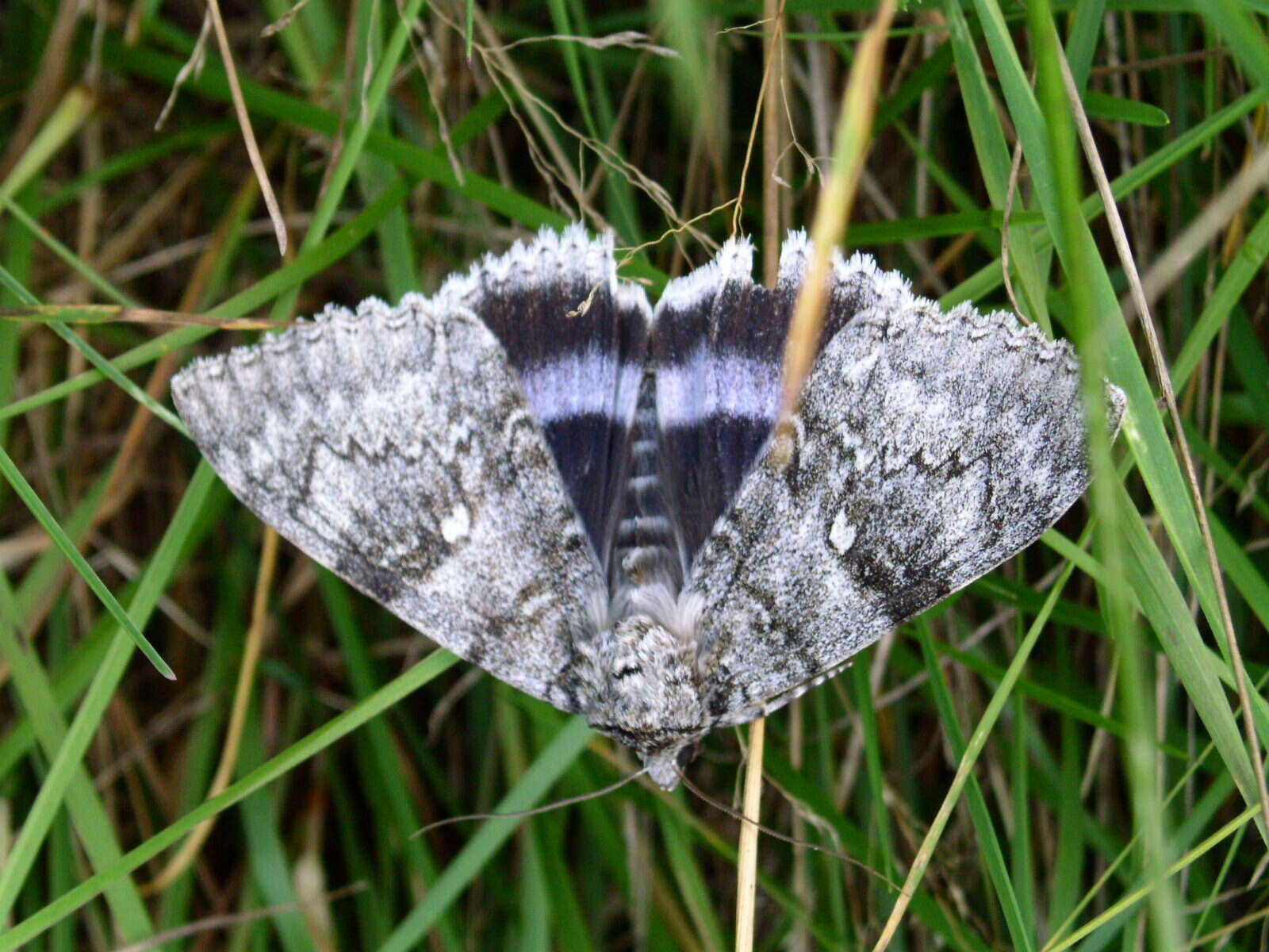 Image of clifden nonpareil