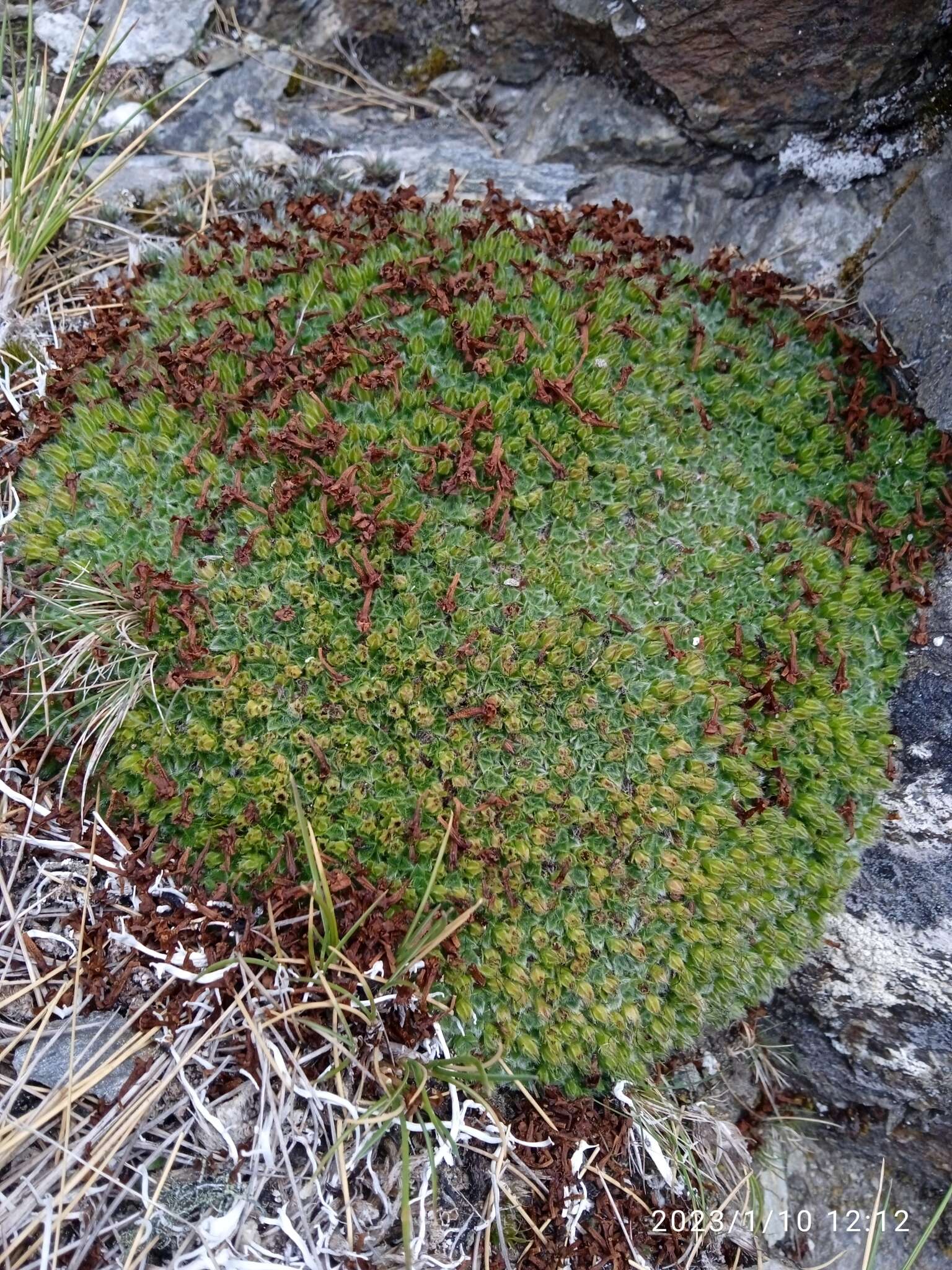 Image of Myosotis pulvinaris Hook. fil.