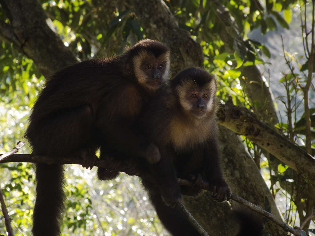 Image of Black Capuchin