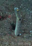 Image of Black spotted garden eel