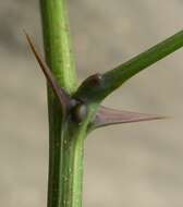 Image of black locust