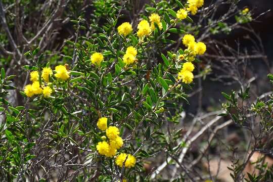 Image of Acacia andrewsii W. Fitzg.