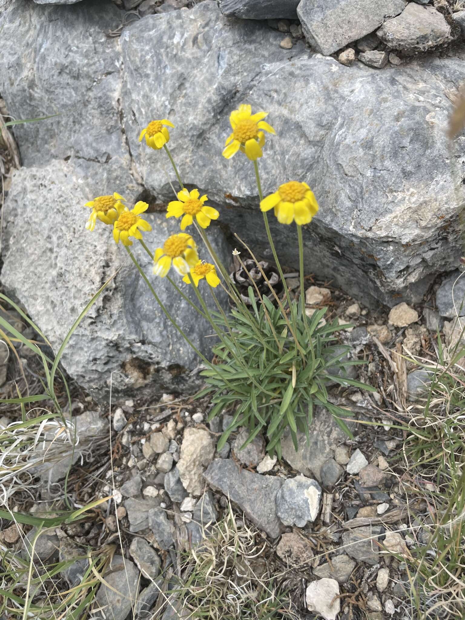 Image of Arizona four-nerve daisy