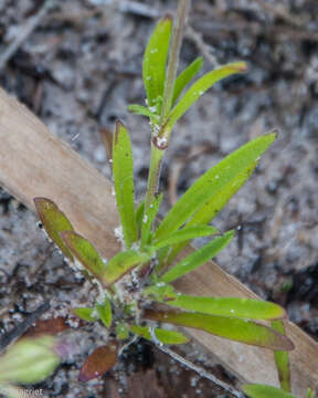 Image of <i>Silene aethiopica</i>