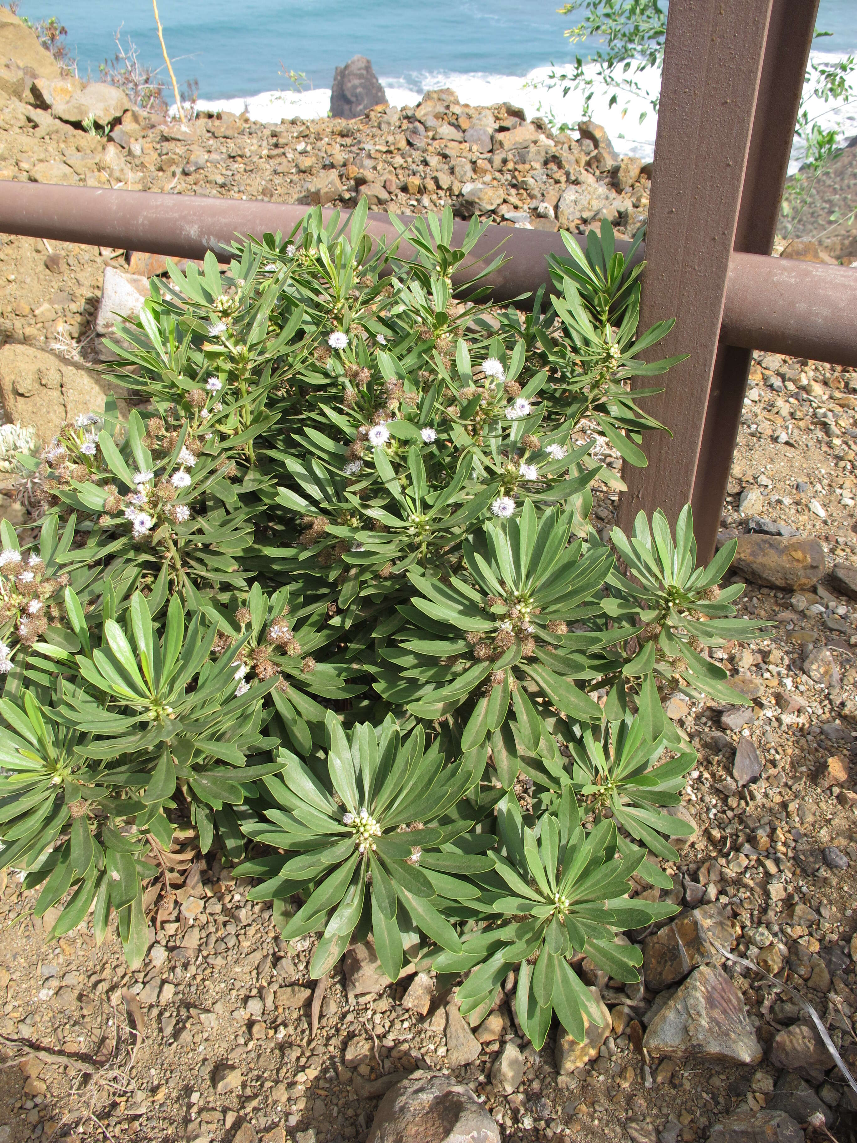 Image of Globularia salicina Lam.