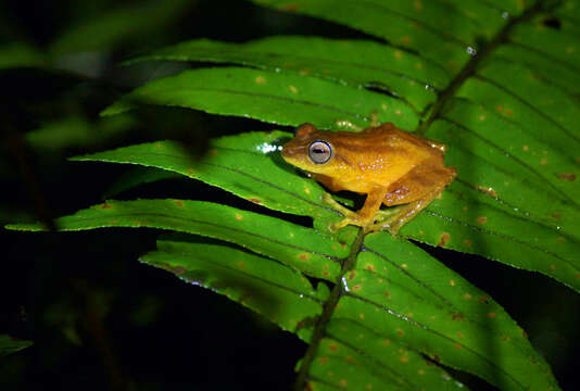 Image of Coorg Yellow Bush Frog