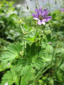 Imagem de Geranium molle L.