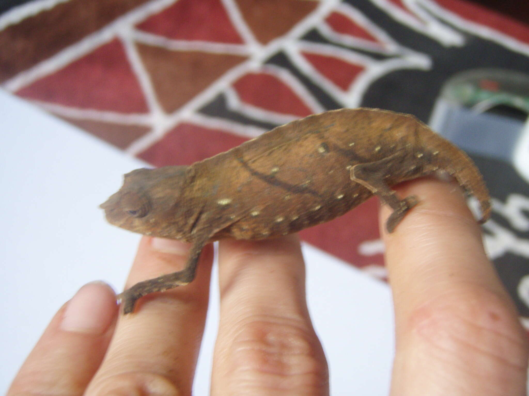 Image of Cameroon Stumptail Chameleon