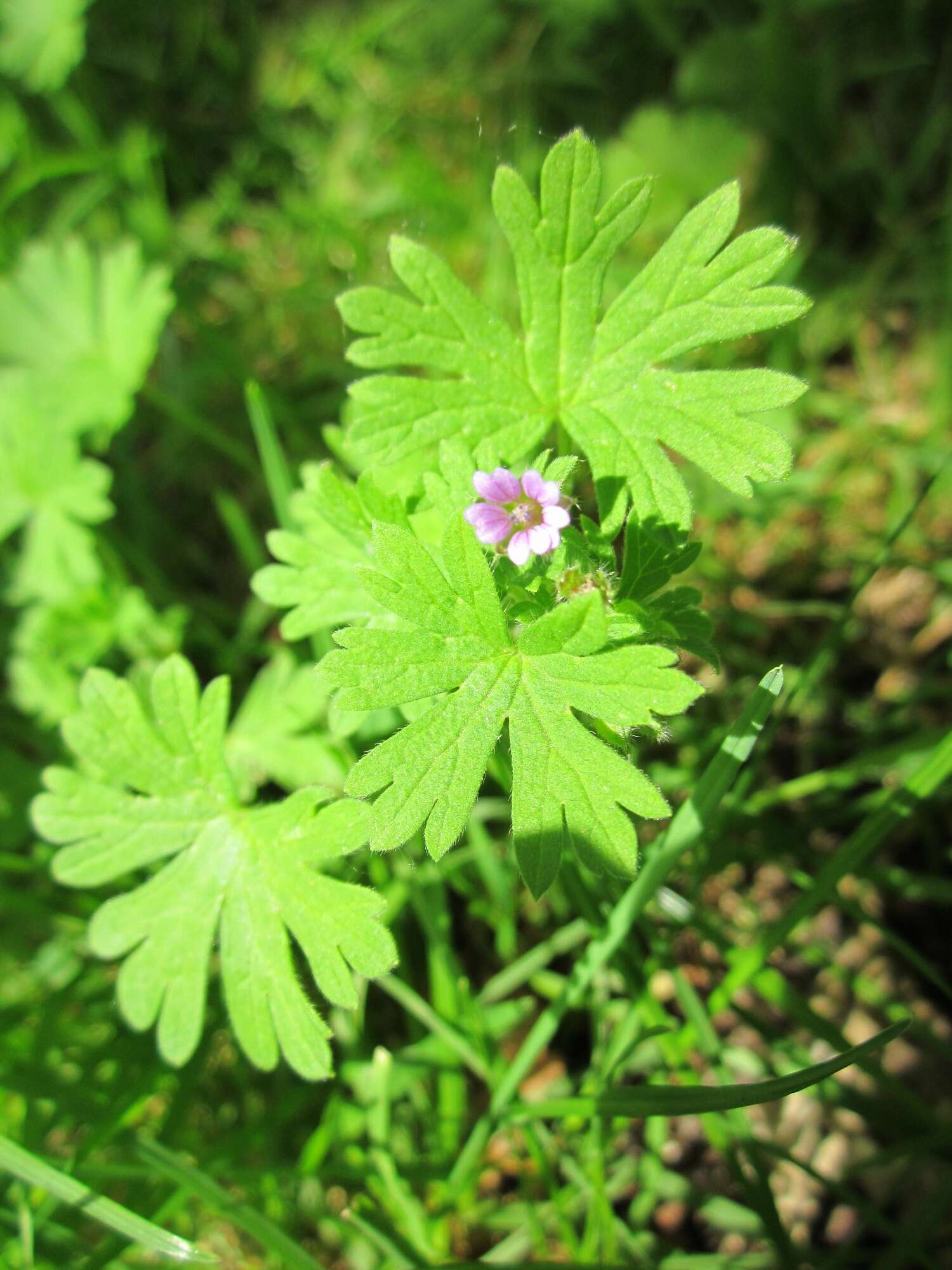 Image of Small-flowered Cranesbill