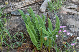 Image de Polystic de Lemmon