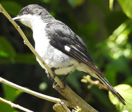 Image of Fiscal Flycatcher