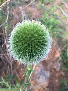 Image of Echinops adenocaulos Boiss.