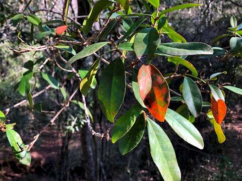 Image of Croton acronychioides F. Muell.