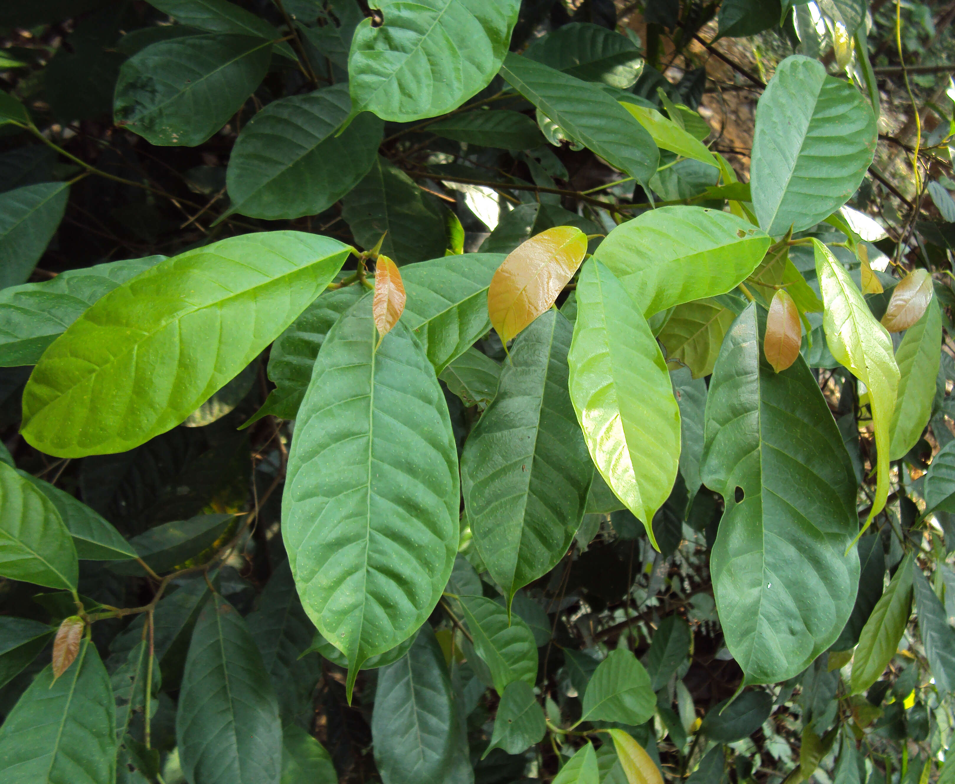 Image of Ficus nervosa Heyne ex Roth