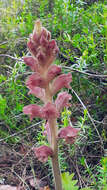 Imagem de Orobanche caryophyllacea Sm.