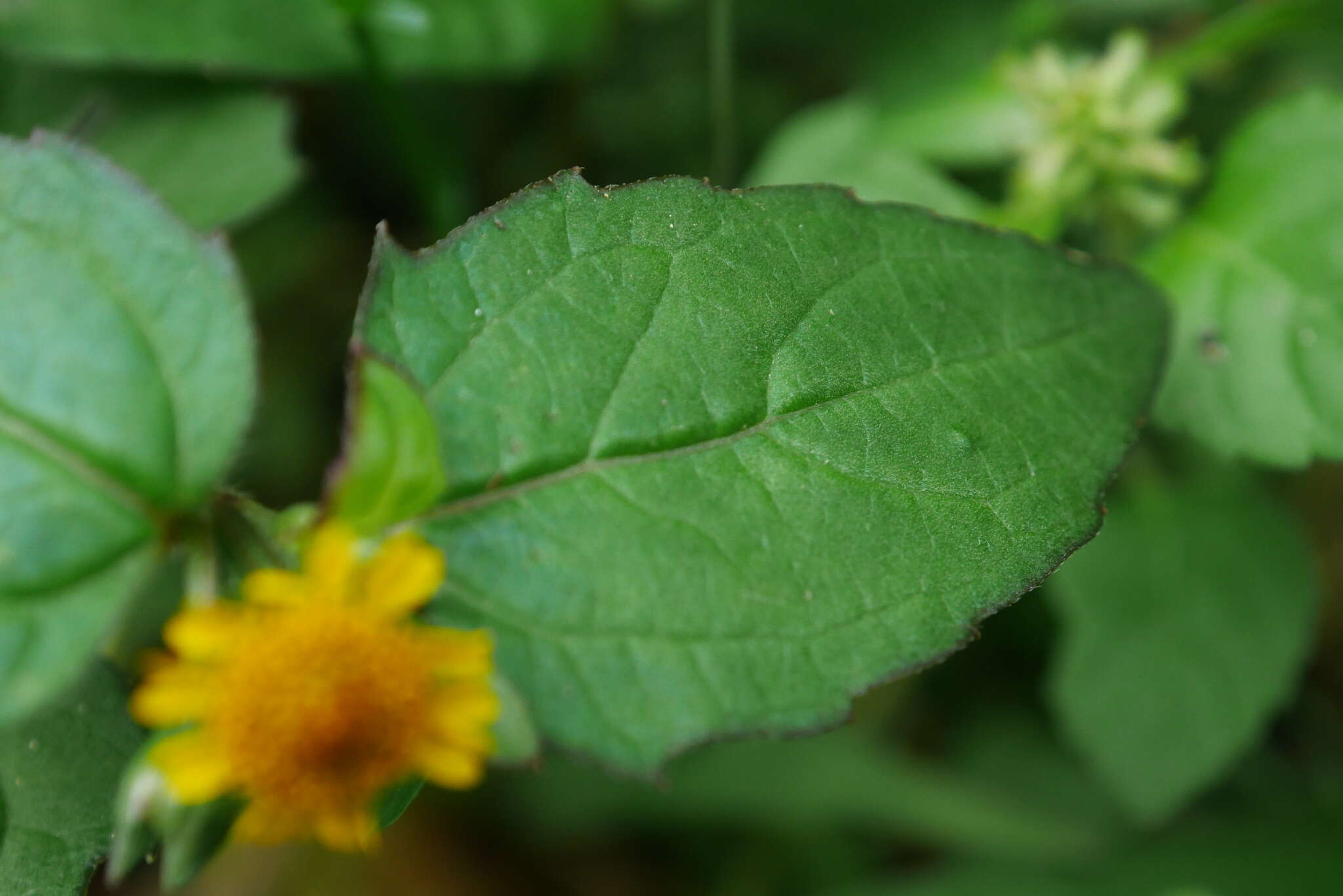 Image of Acmella ciliata (Kunth) Cass.