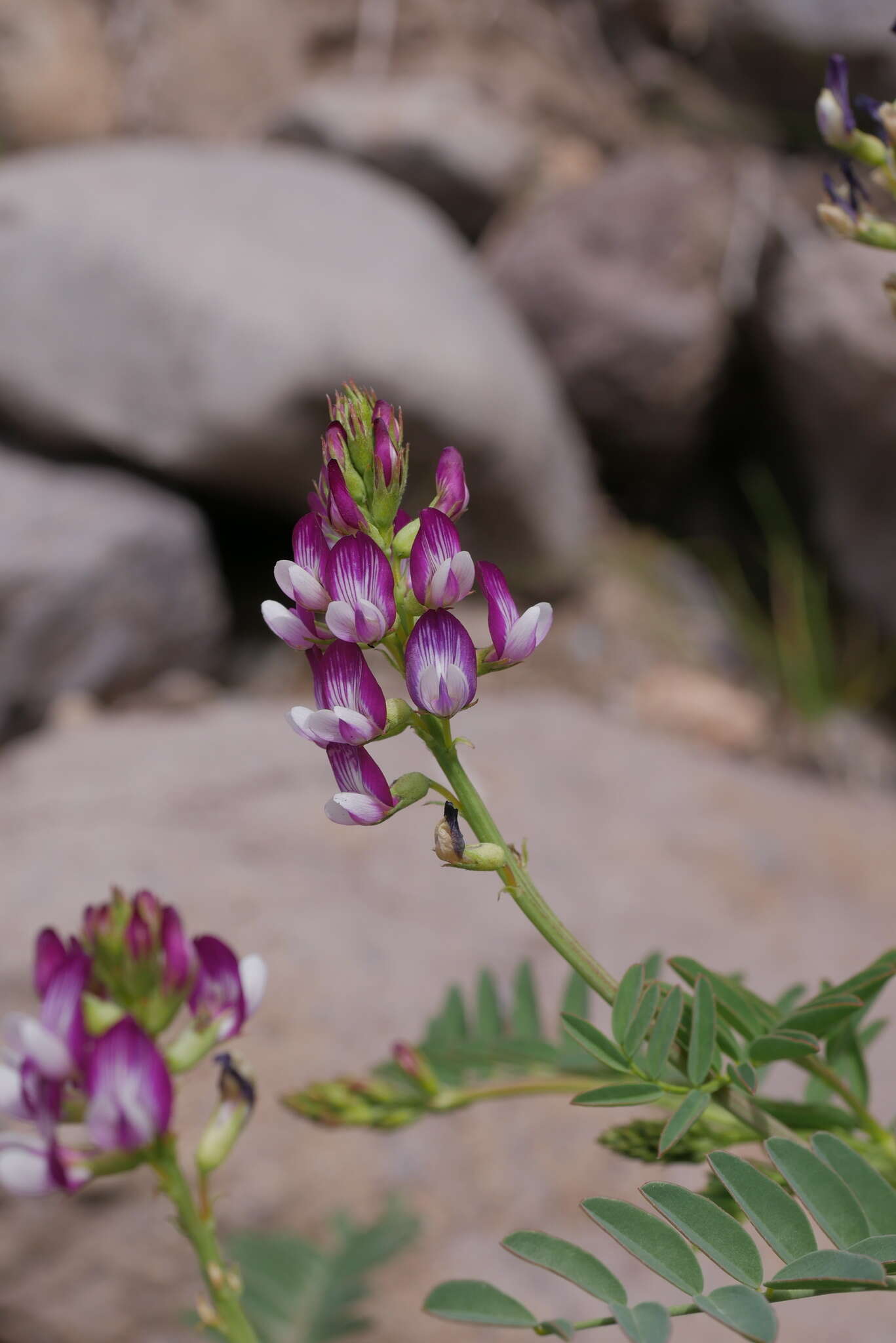 Imagem de Astragalus looseri I. M. Johnston