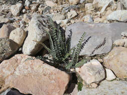 Image of Cochise scaly cloakfern