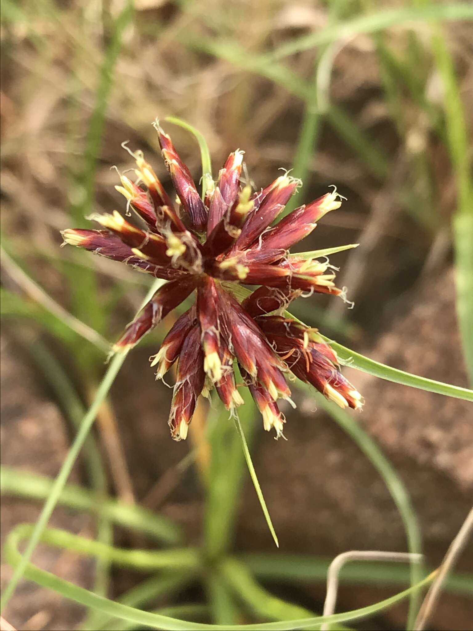 Image of Cyperus usitatus Burch.