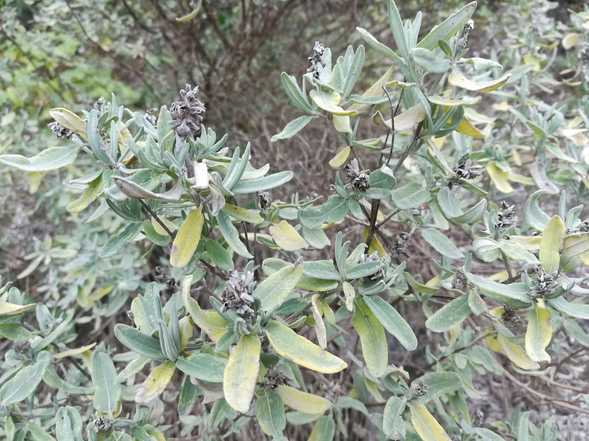 Image of Salvia coulteri Fernald