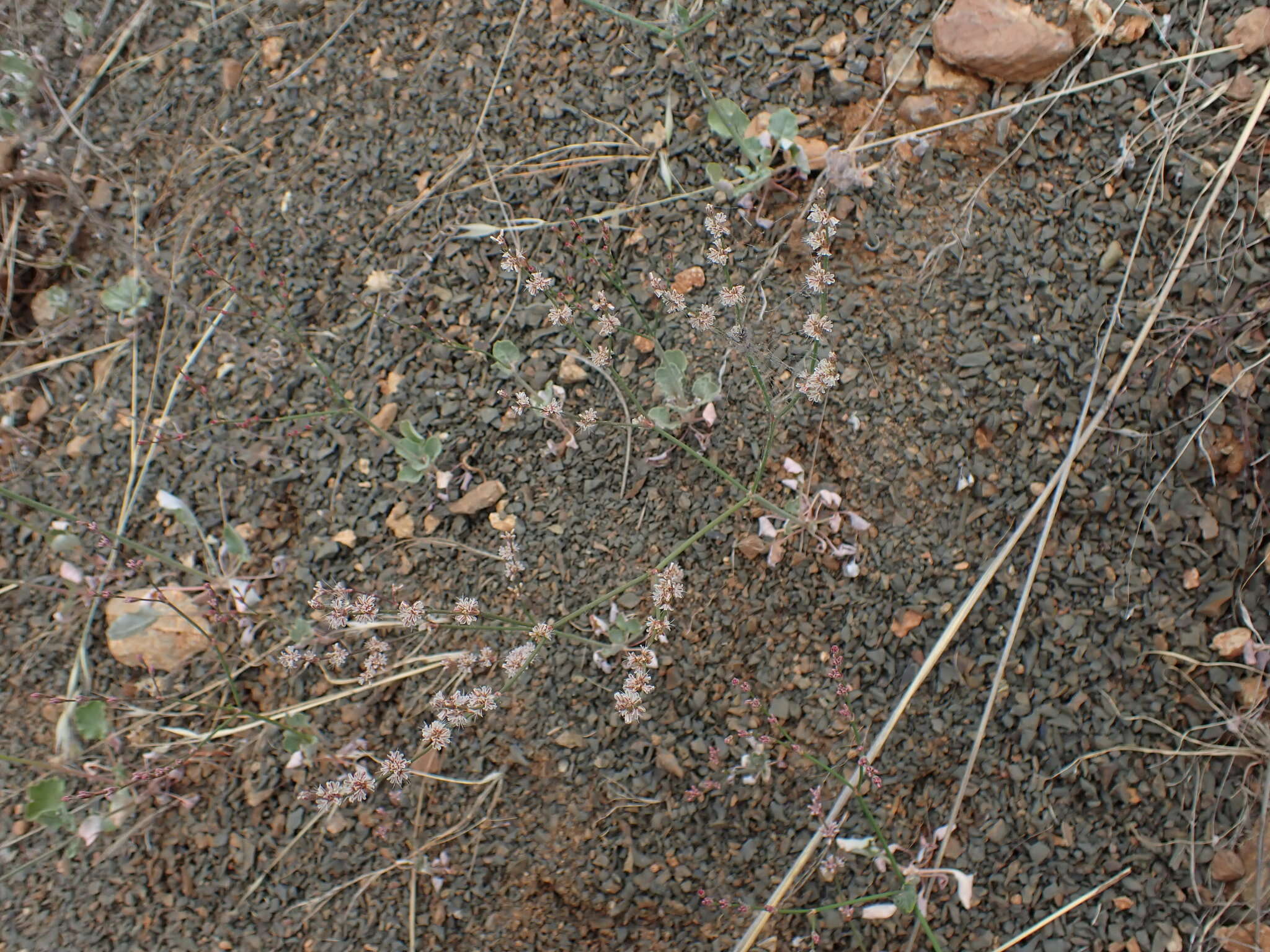 Image of goldencarpet buckwheat